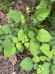 Rubus phoenicolasius