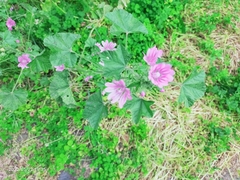 Malva sylvestris