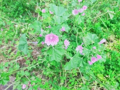 Malva sylvestris