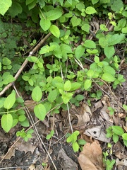 Lonicera japonica