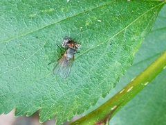 Thricops semicinereus