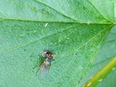 Thricops semicinereus