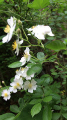 Rosa multiflora