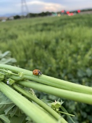 Coccinella septempunctata