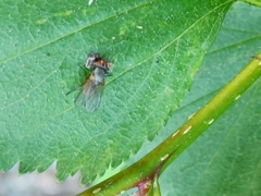 Thricops semicinereus