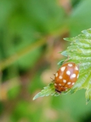 Calvia quatuordecimguttata