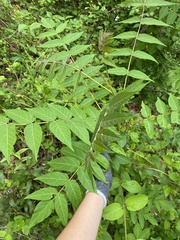 Ailanthus altissima