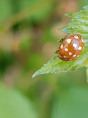 Calvia quatuordecimguttata