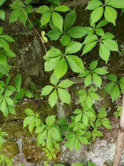 Parthenocissus quinquefolia