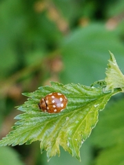 Calvia quatuordecimguttata