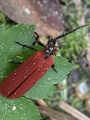 Dictyoptera