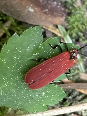Dictyoptera