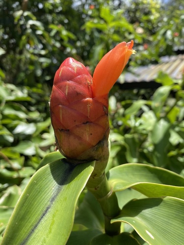 Costus scaber observed 2022-05-23