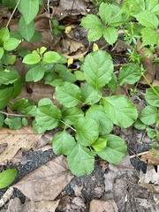 Celastrus orbiculatus