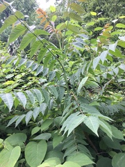 Ailanthus altissima