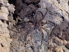 Heteropoda amphora