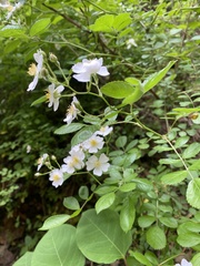 Rosa multiflora