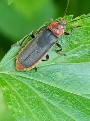 Cantharis rustica