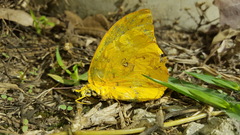 Phoebis neocypris