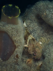 Taurulus bubalis