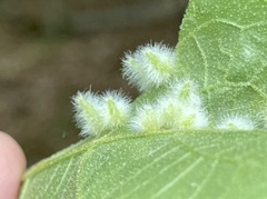 Caryomyia albipilosa