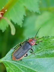 Cantharis rustica