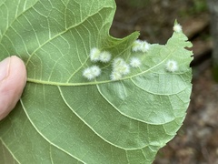 Caryomyia albipilosa