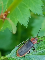 Cantharis rustica