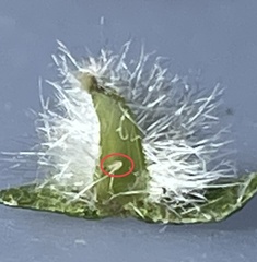 Caryomyia albipilosa