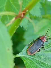 Cantharis rustica