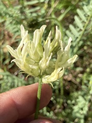 Astragalus hoodianus