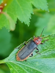 Cantharis rustica