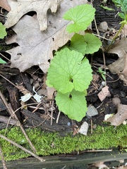 Alliaria petiolata