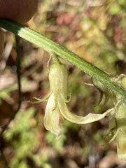 Astragalus hoodianus