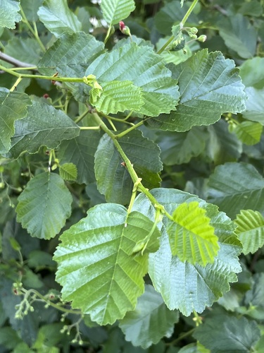 Iberian Alder