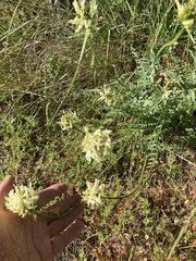 Astragalus hoodianus