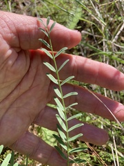Astragalus hoodianus