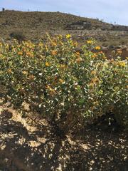 Grindelia tarapacana