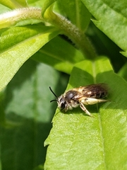 Andrena miserabilis