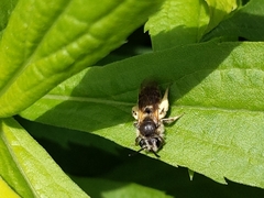 Andrena miserabilis