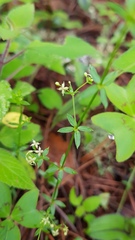 Galium fuscum