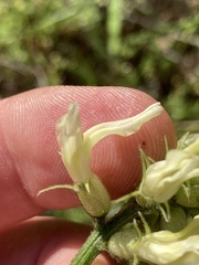 Astragalus hoodianus