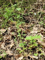 Alliaria petiolata