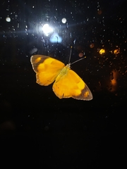 Nica flavilla