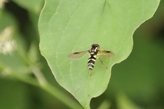 Xanthogramma pedissequum