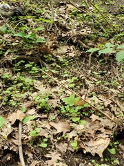 Alliaria petiolata