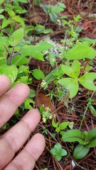 Galium fuscum