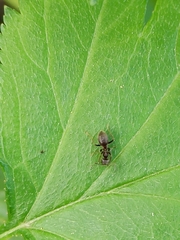 Lasius