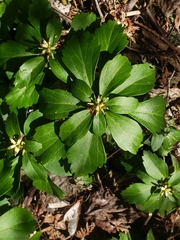 Pachysandra terminalis