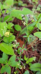 Galium fuscum